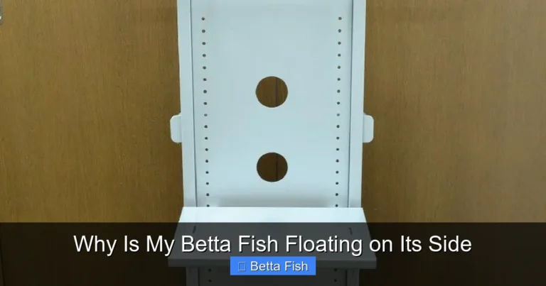 Why Is My Betta Fish Floating on Its Side