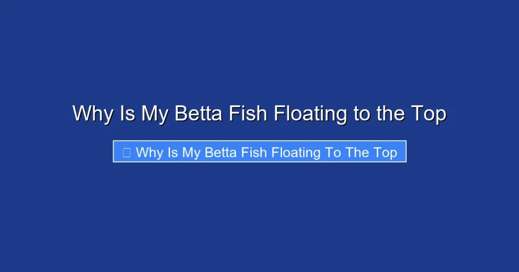 Why Is My Betta Fish Floating to the Top