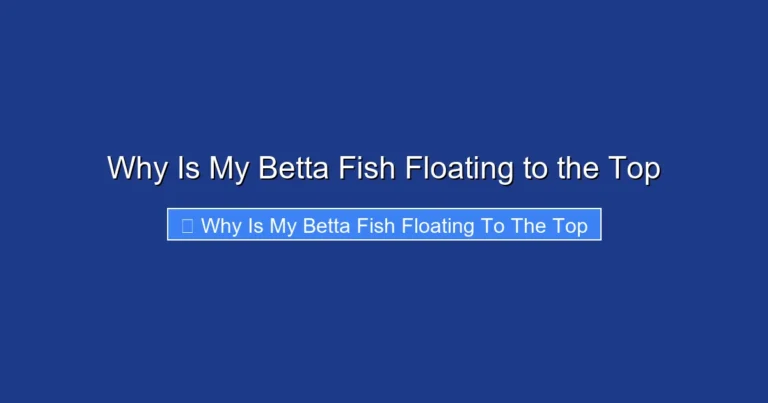 Why Is My Betta Fish Floating to the Top