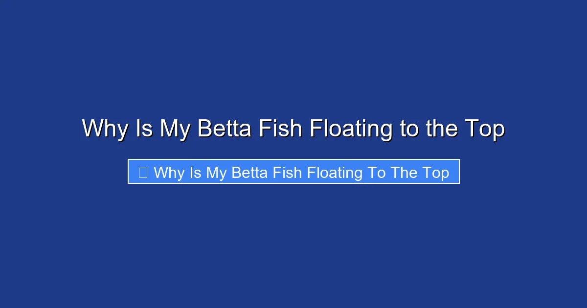 Why Is My Betta Fish Floating to the Top