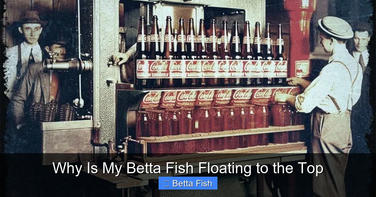 Why Is My Betta Fish Floating to the Top