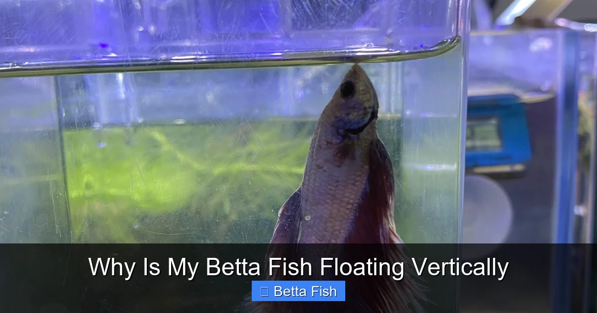 Why Is My Betta Fish Floating Vertically