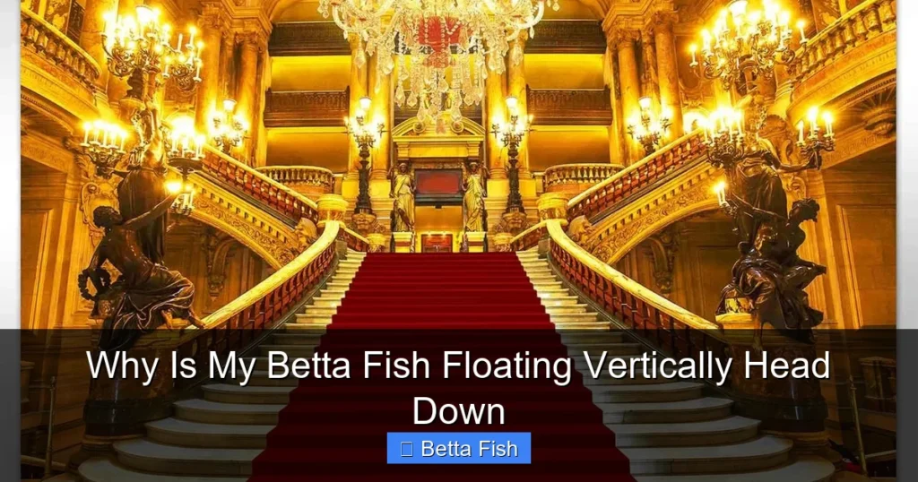Why Is My Betta Fish Floating Vertically Head Down