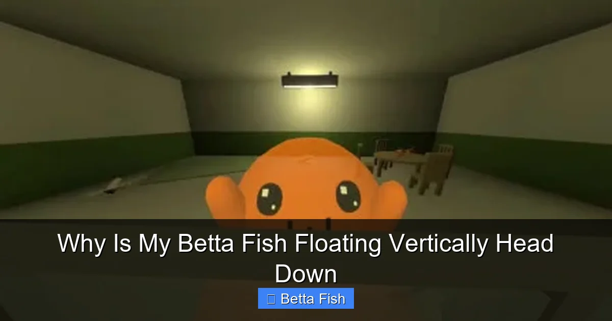 Why Is My Betta Fish Floating Vertically Head Down