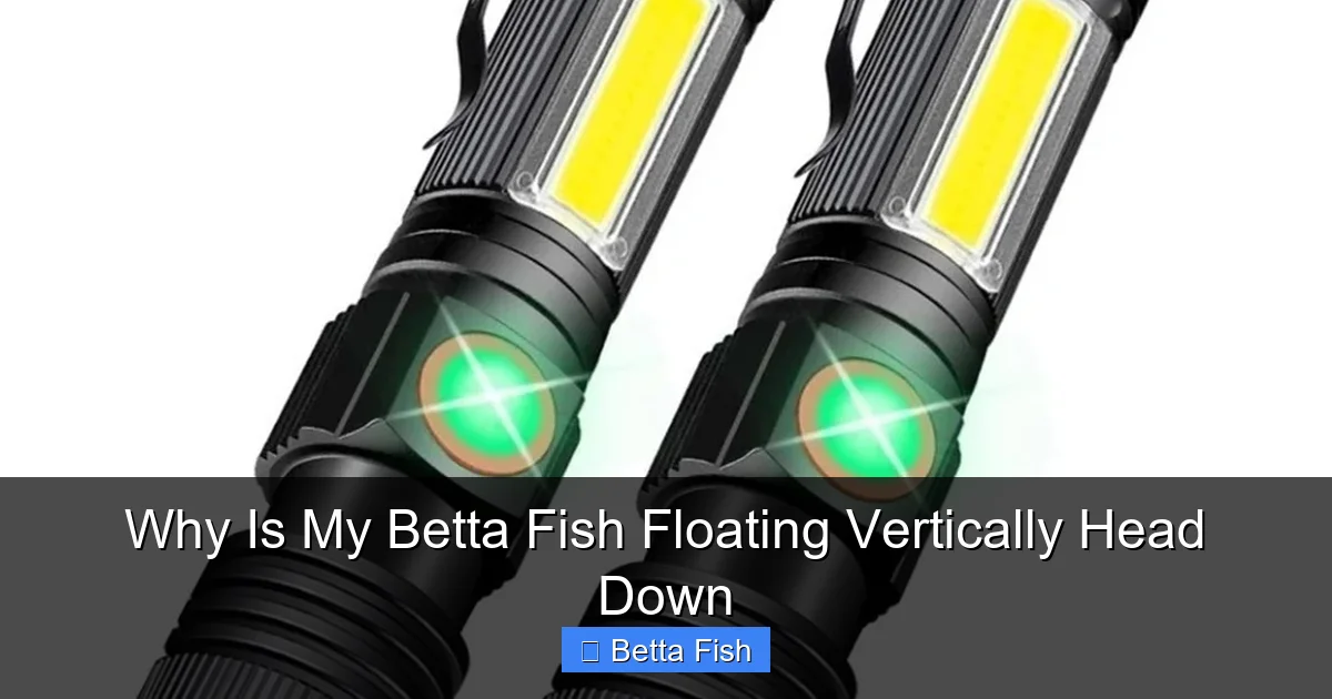 Why Is My Betta Fish Floating Vertically Head Down
