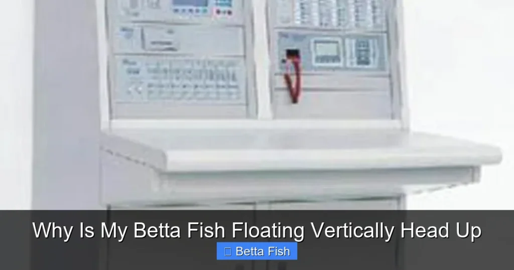 Why Is My Betta Fish Floating Vertically Head Up