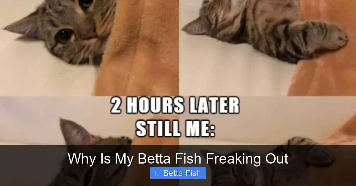 Why Is My Betta Fish Freaking Out