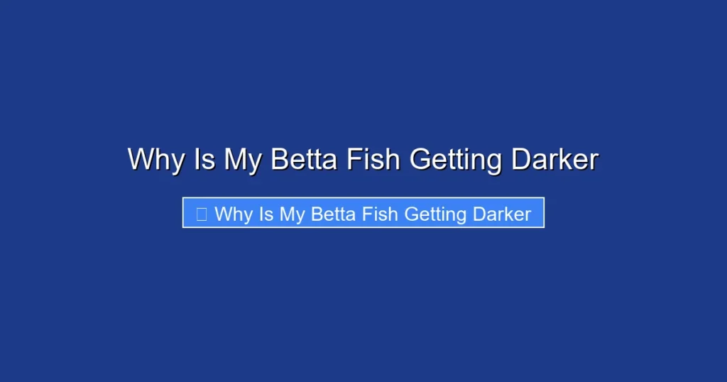 Why Is My Betta Fish Getting Darker