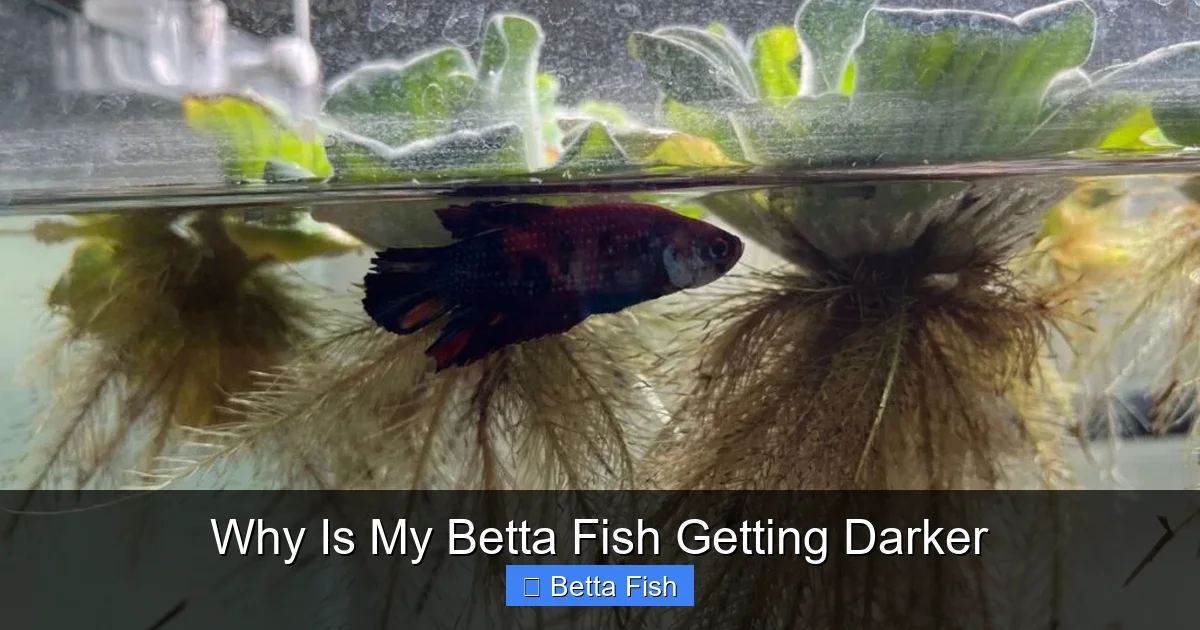 Why Is My Betta Fish Getting Darker