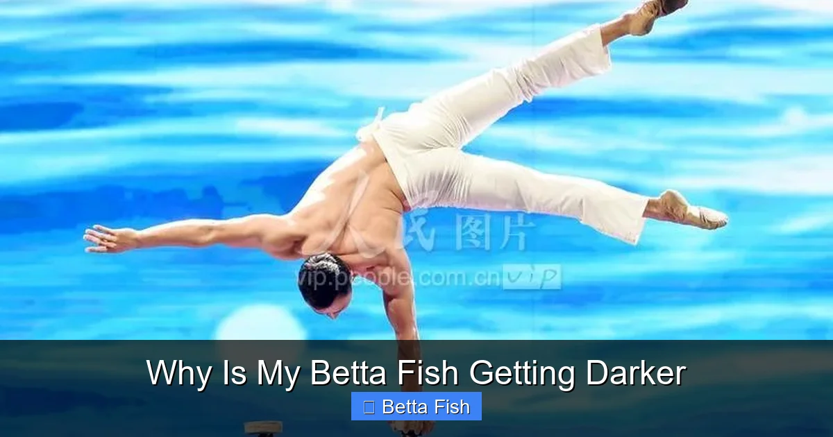 Why Is My Betta Fish Getting Darker