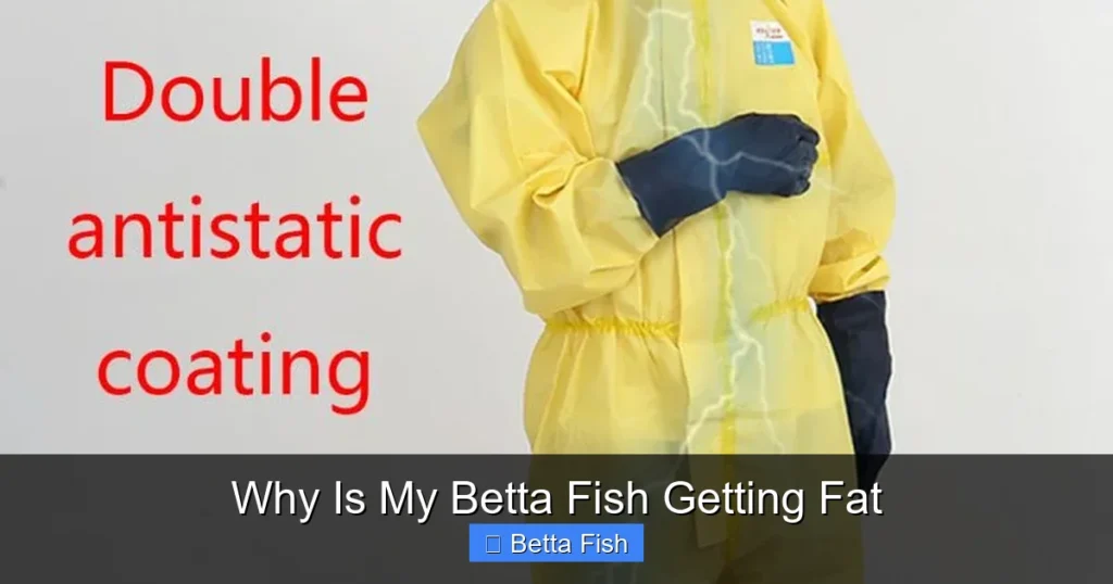 Why Is My Betta Fish Getting Fat