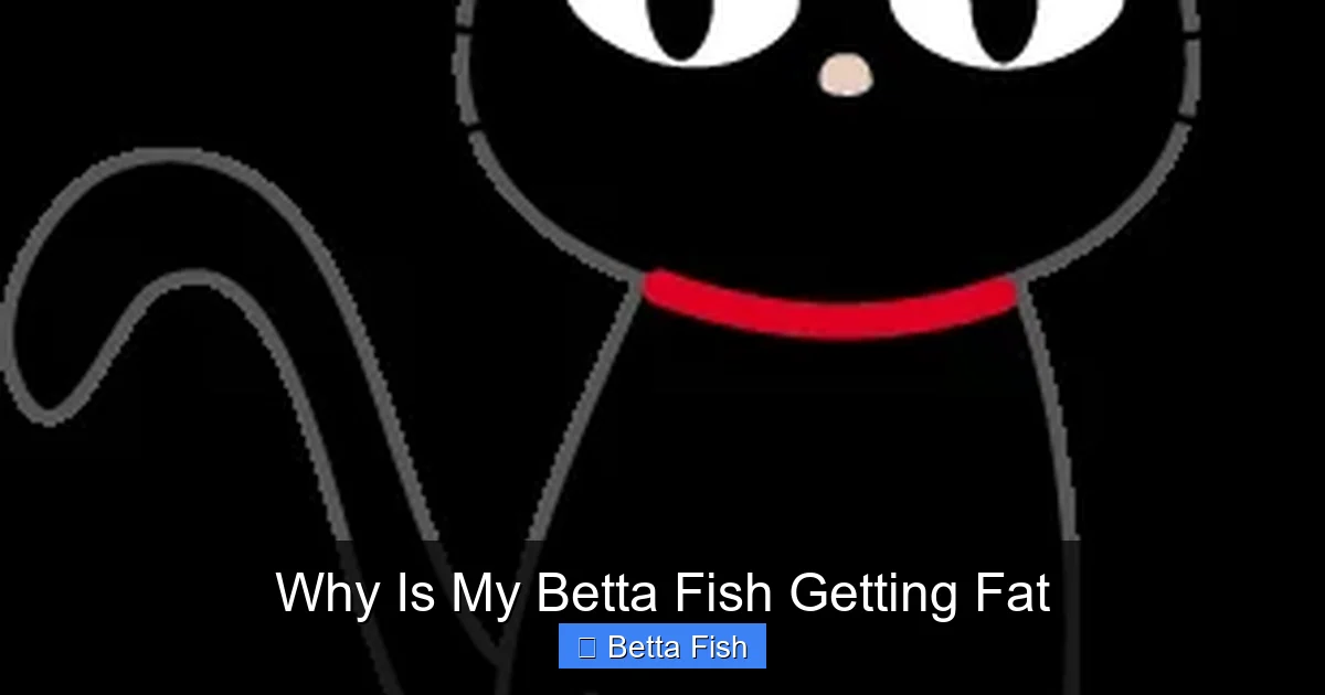 Why Is My Betta Fish Getting Fat