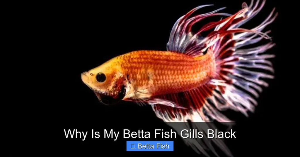 Why Is My Betta Fish Gills Black