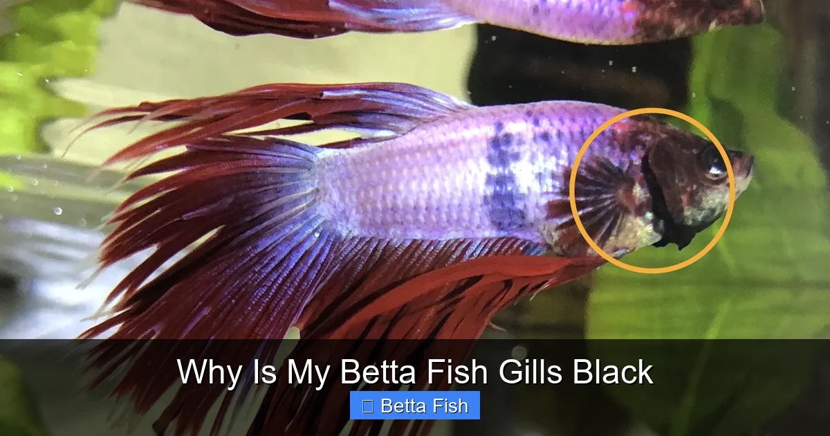 Why Is My Betta Fish Gills Black