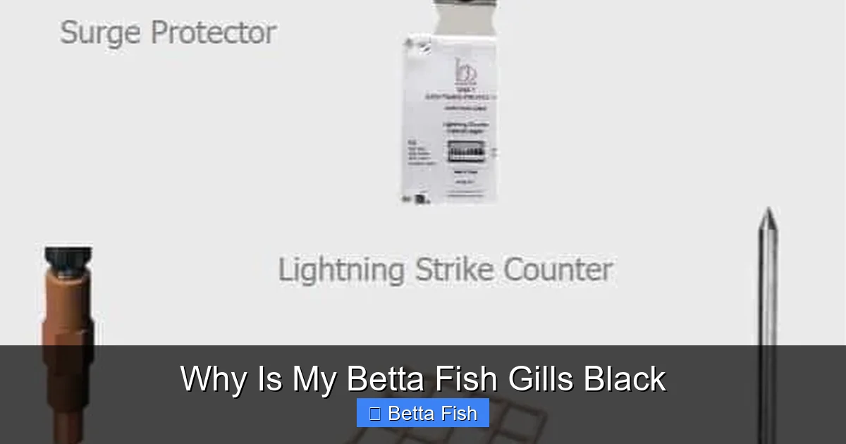 Why Is My Betta Fish Gills Black