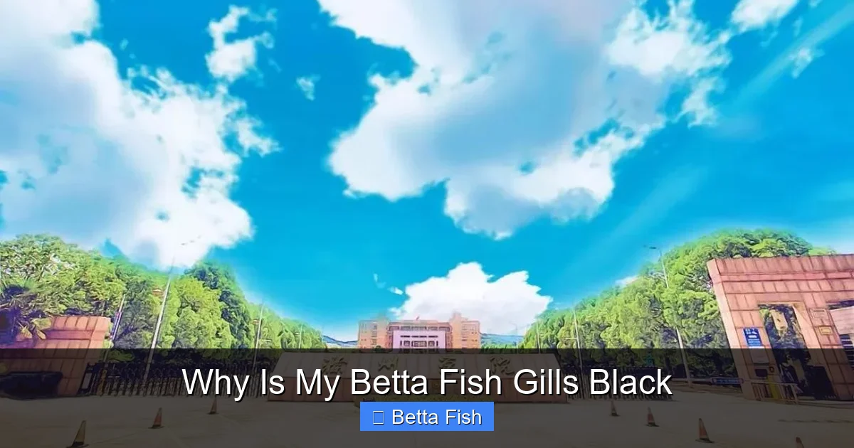 Why Is My Betta Fish Gills Black