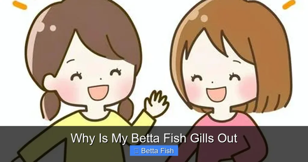 Why Is My Betta Fish Gills Out