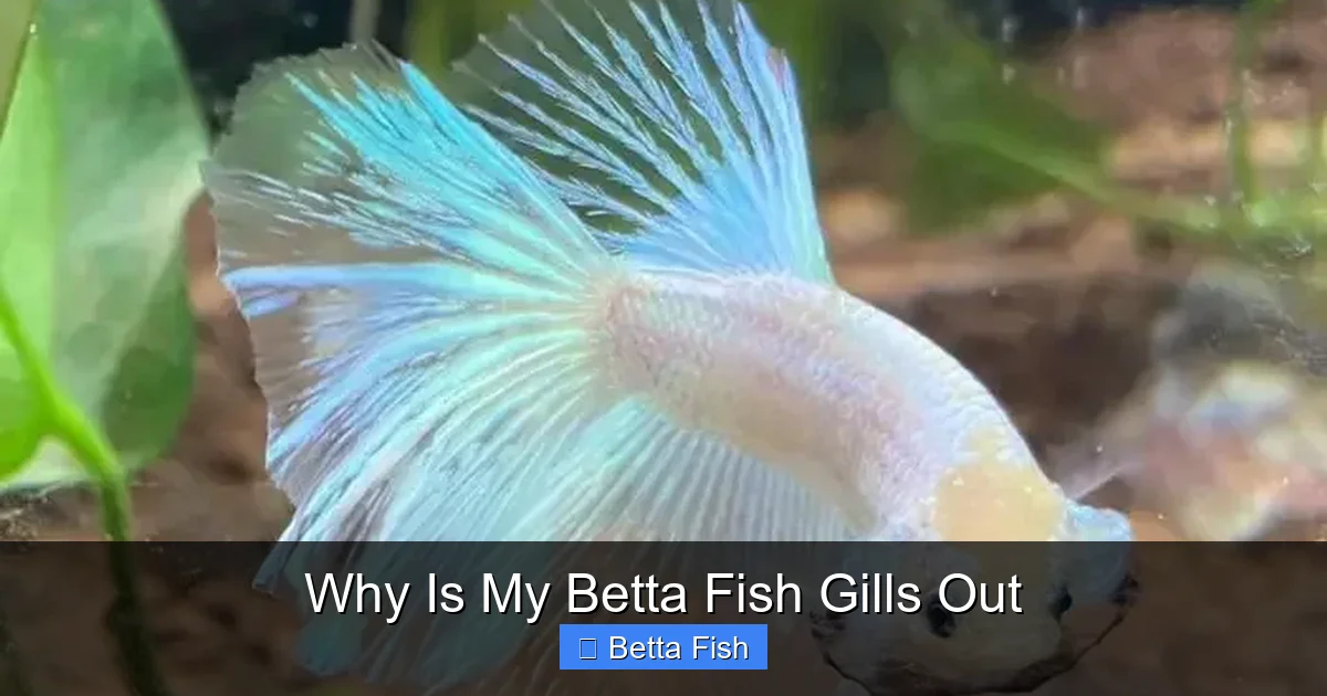 Why Is My Betta Fish Gills Out
