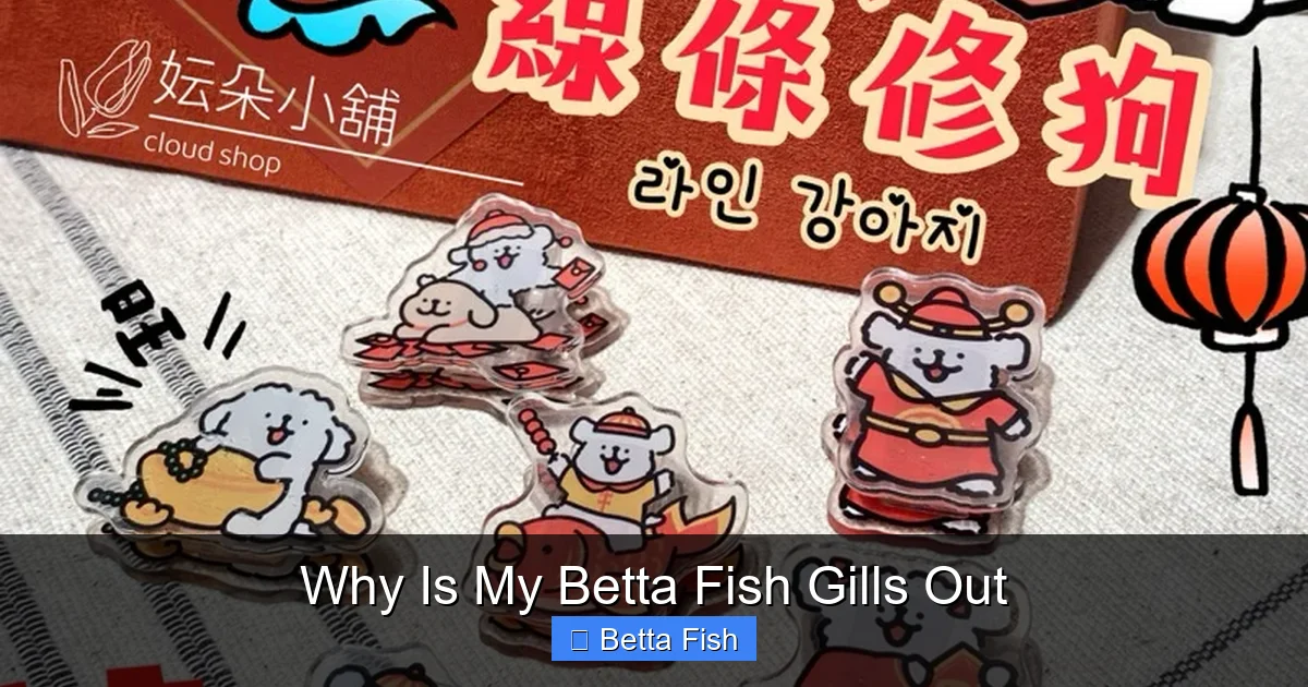 Why Is My Betta Fish Gills Out