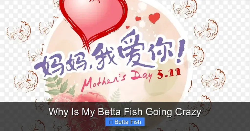 Why Is My Betta Fish Going Crazy