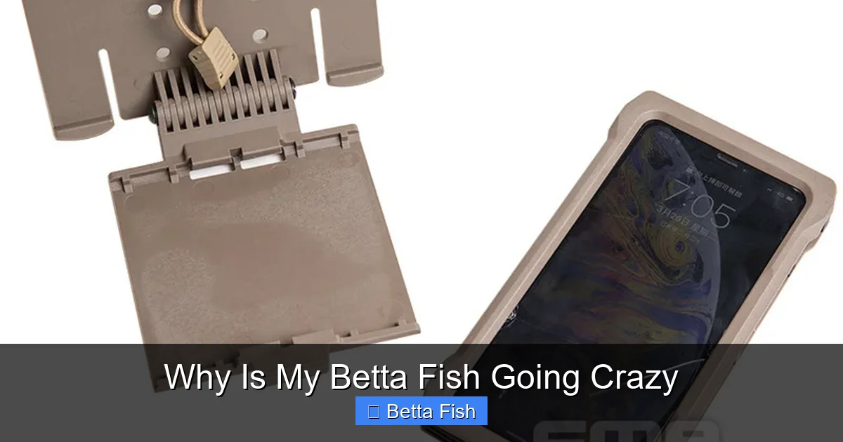 Why Is My Betta Fish Going Crazy