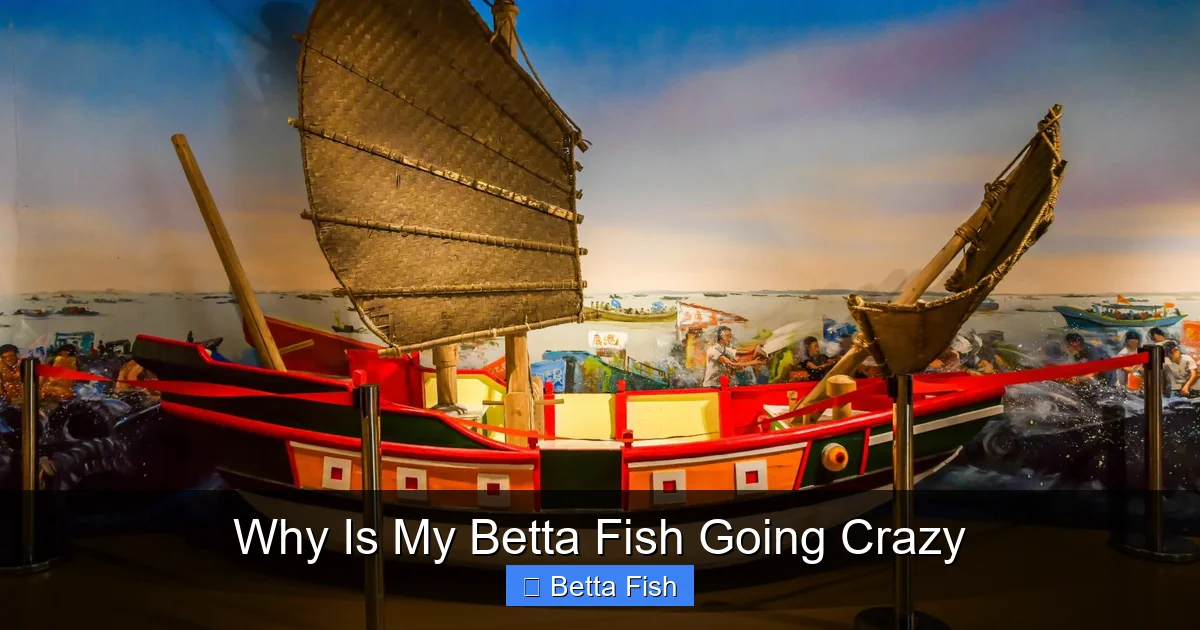 Why Is My Betta Fish Going Crazy
