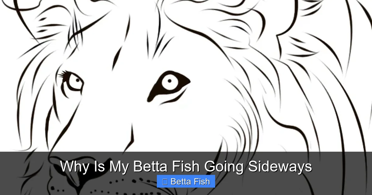 Why Is My Betta Fish Going Sideways