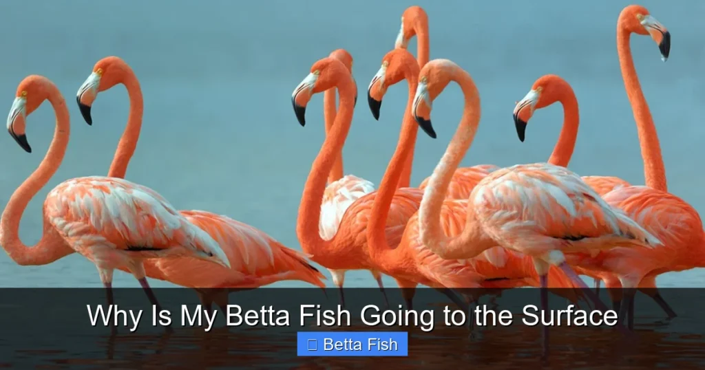 Why Is My Betta Fish Going to the Surface