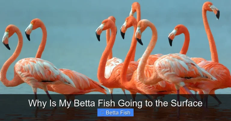 Why Is My Betta Fish Going to the Surface