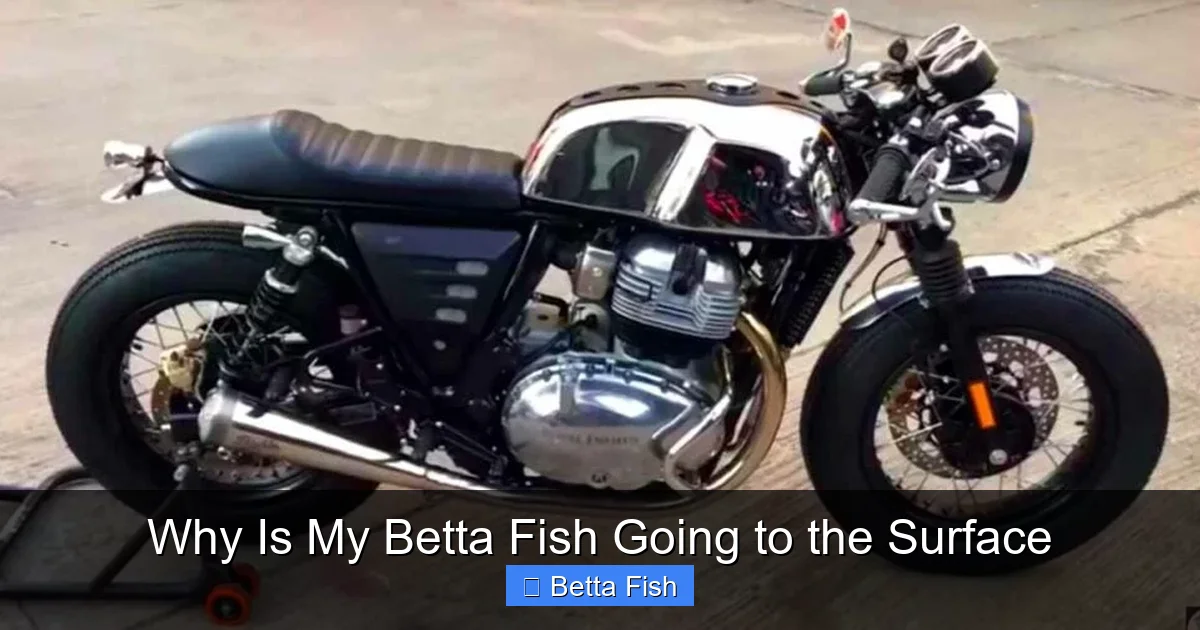 Why Is My Betta Fish Going to the Surface