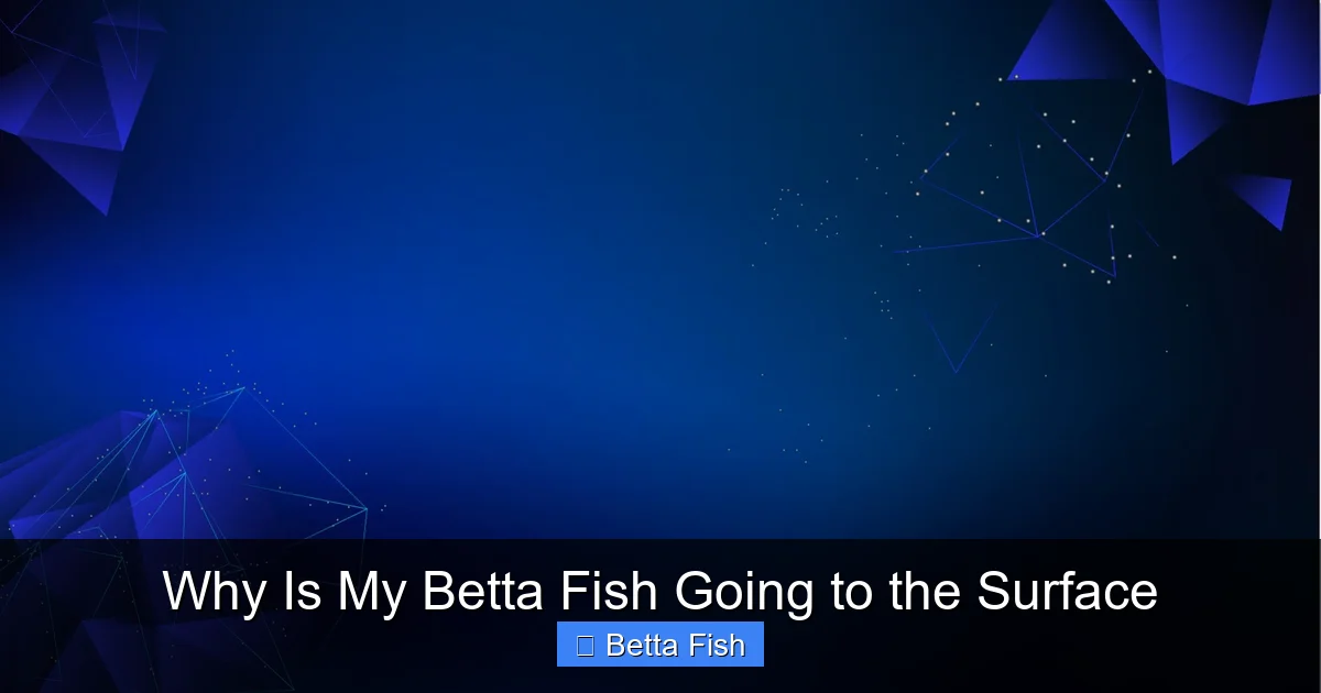 Why Is My Betta Fish Going to the Surface
