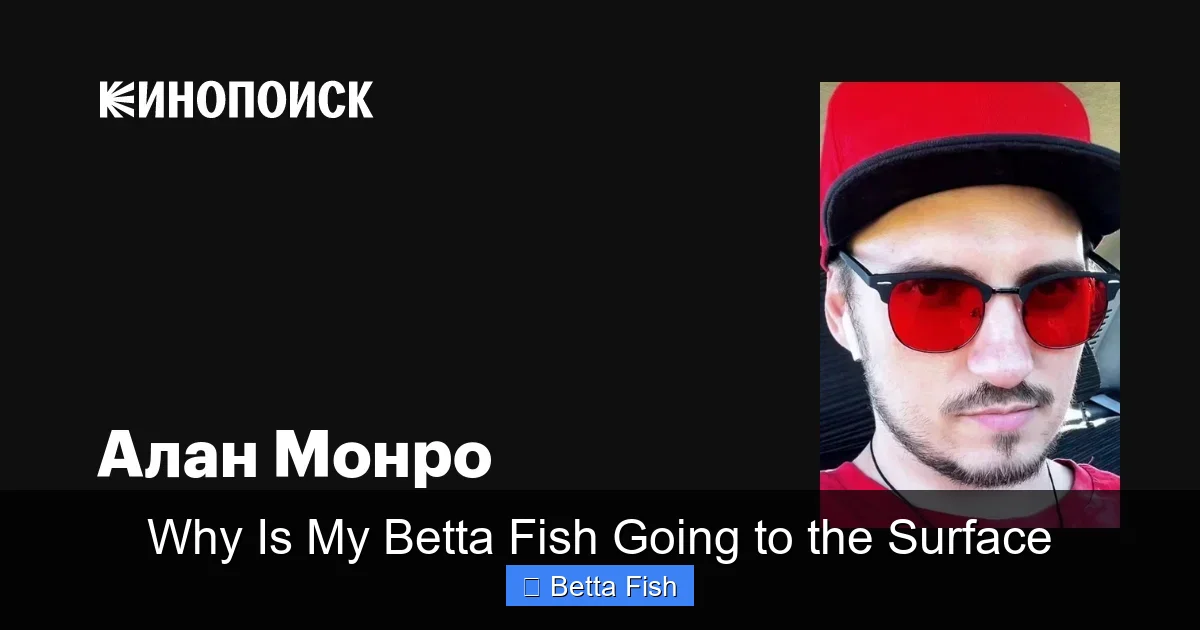 Why Is My Betta Fish Going to the Surface