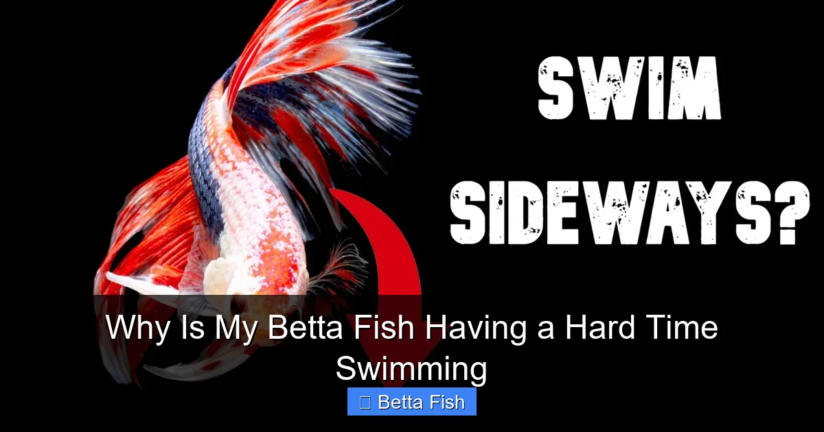 Why Is My Betta Fish Having a Hard Time Swimming