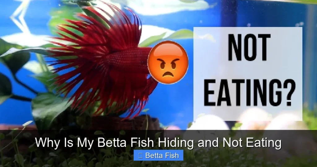 Why Is My Betta Fish Hiding and Not Eating