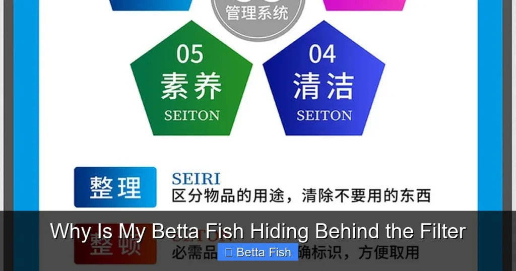 Why Is My Betta Fish Hiding Behind the Filter