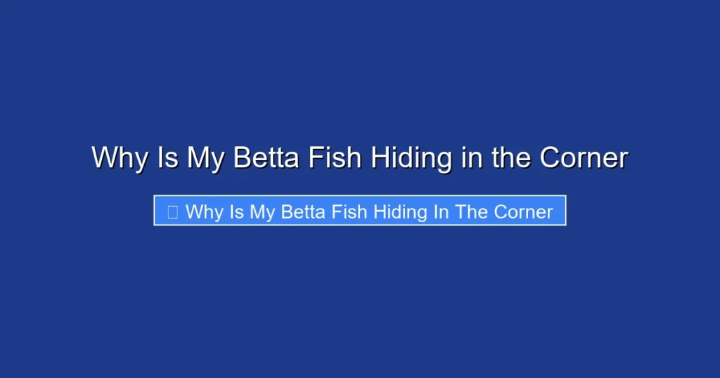 Why Is My Betta Fish Hiding in the Corner