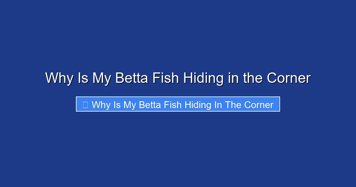 Why Is My Betta Fish Hiding in the Corner