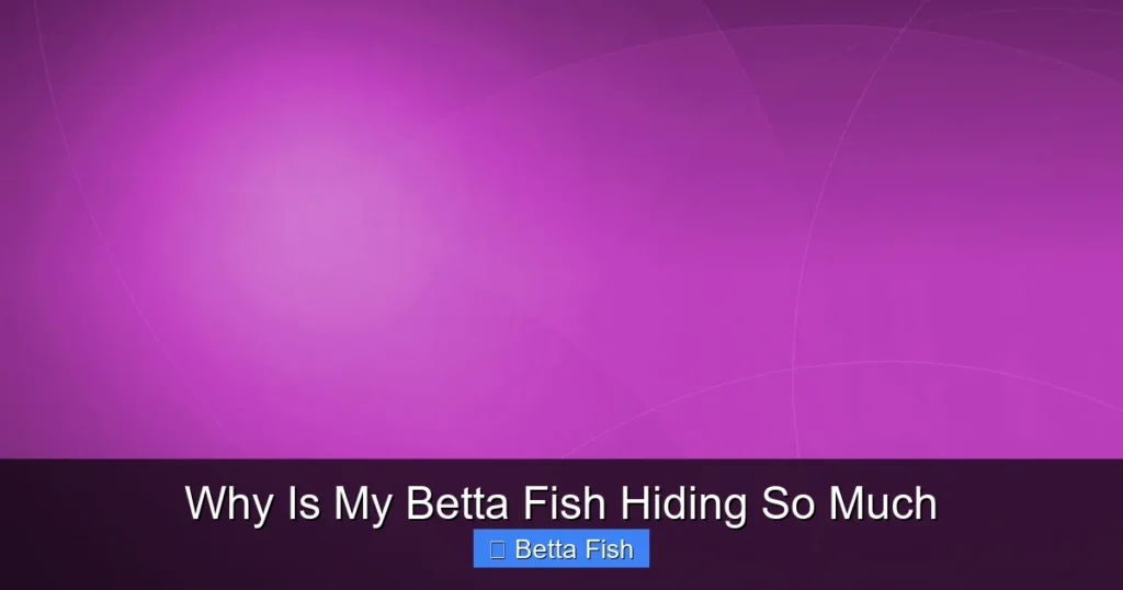 Why Is My Betta Fish Hiding So Much
