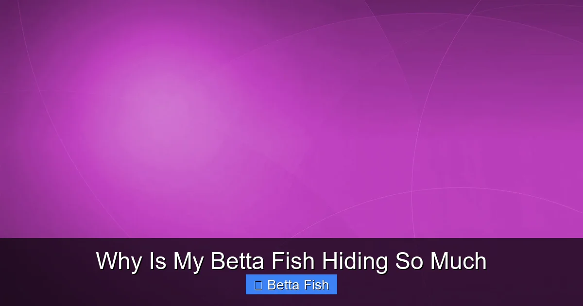 Why Is My Betta Fish Hiding So Much