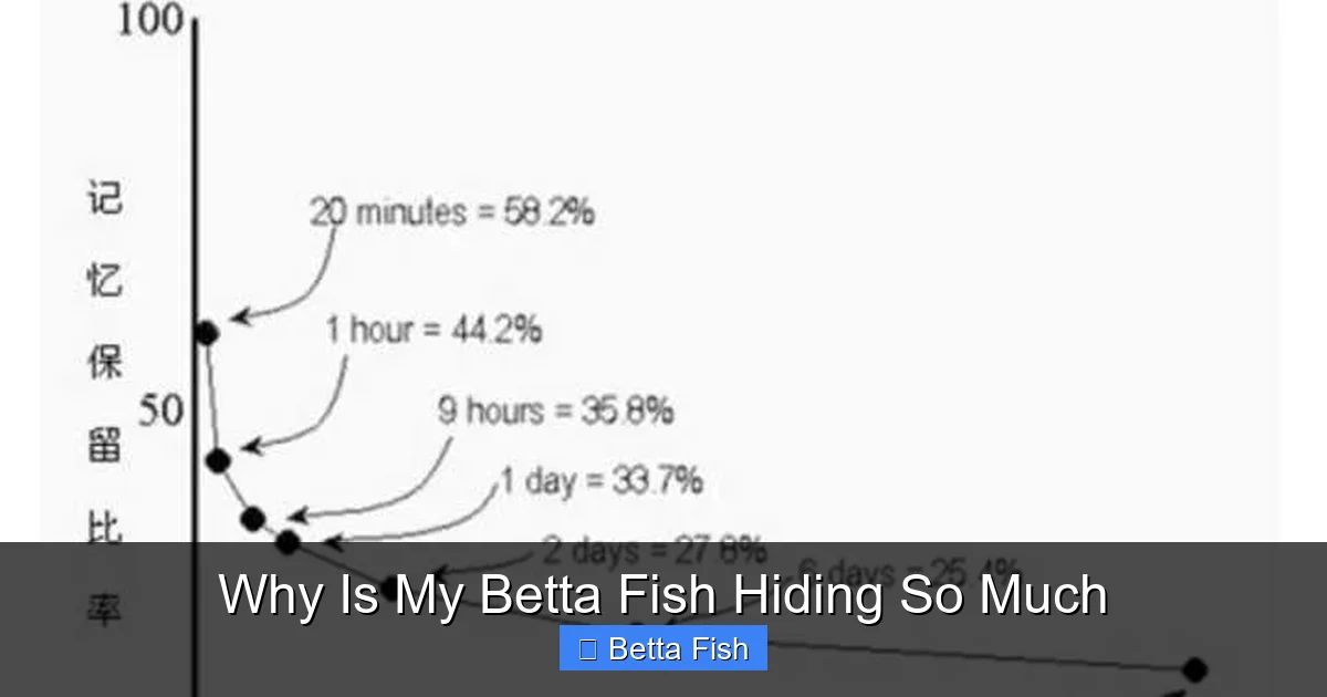 Why Is My Betta Fish Hiding So Much