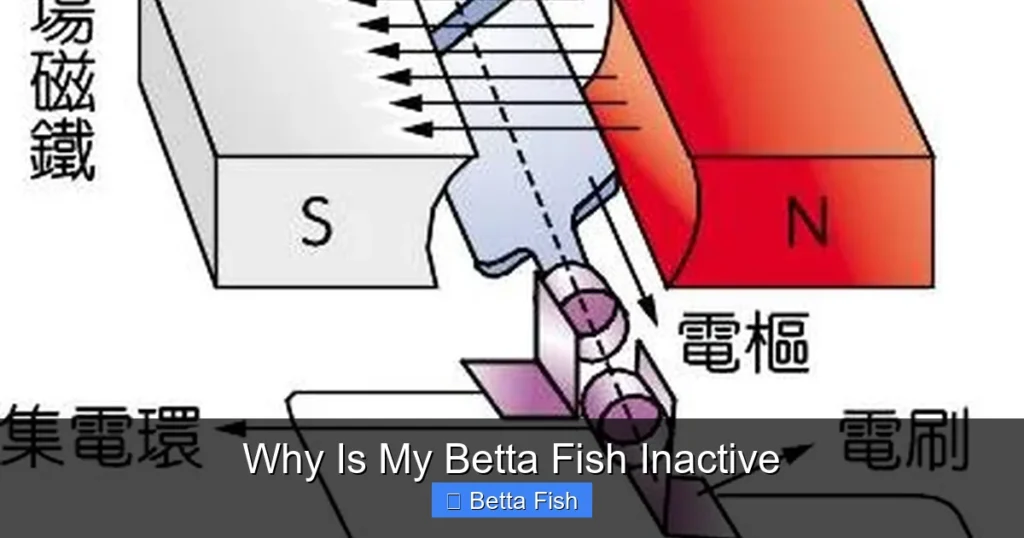 Why Is My Betta Fish Inactive