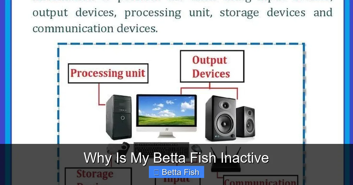 Why Is My Betta Fish Inactive