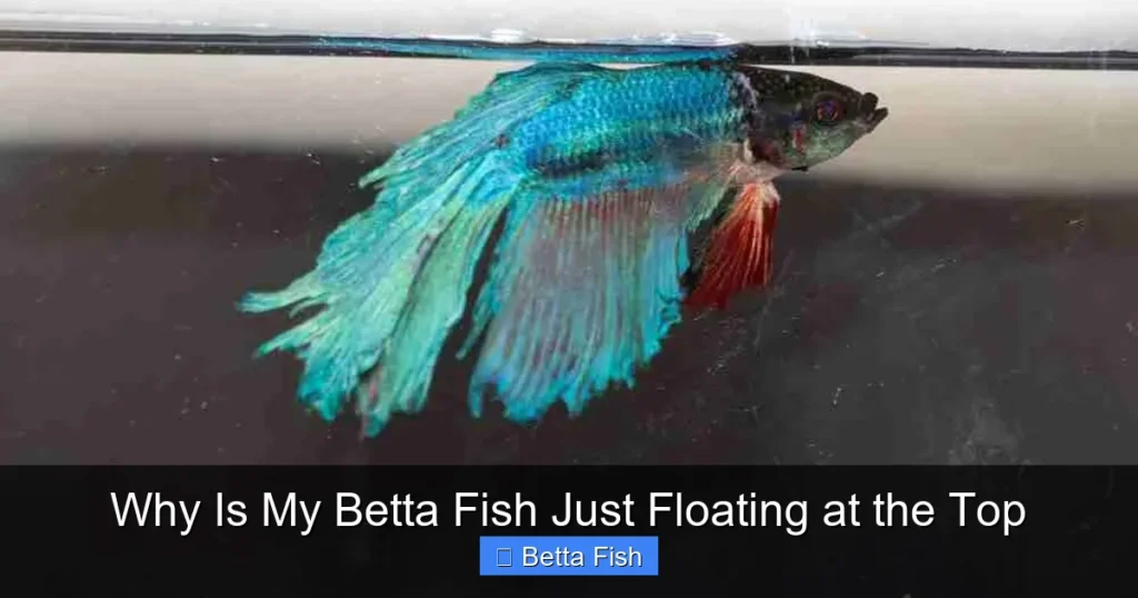 Why Is My Betta Fish Just Floating at the Top