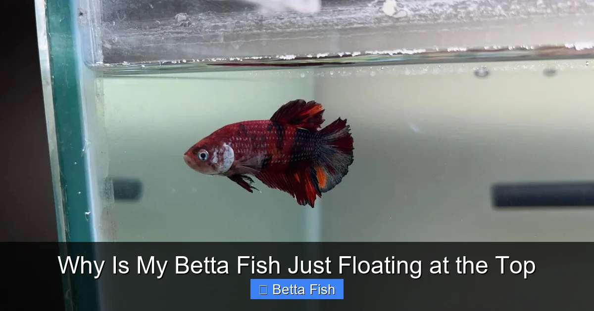 Why Is My Betta Fish Just Floating at the Top