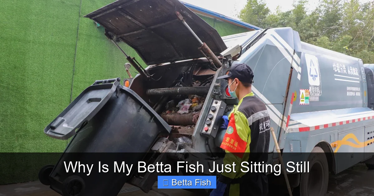 Why Is My Betta Fish Just Sitting Still