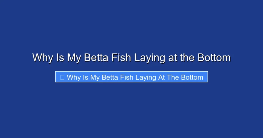 Why Is My Betta Fish Laying at the Bottom