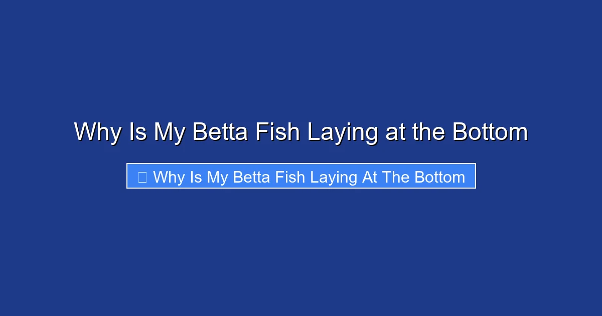 Why Is My Betta Fish Laying at the Bottom