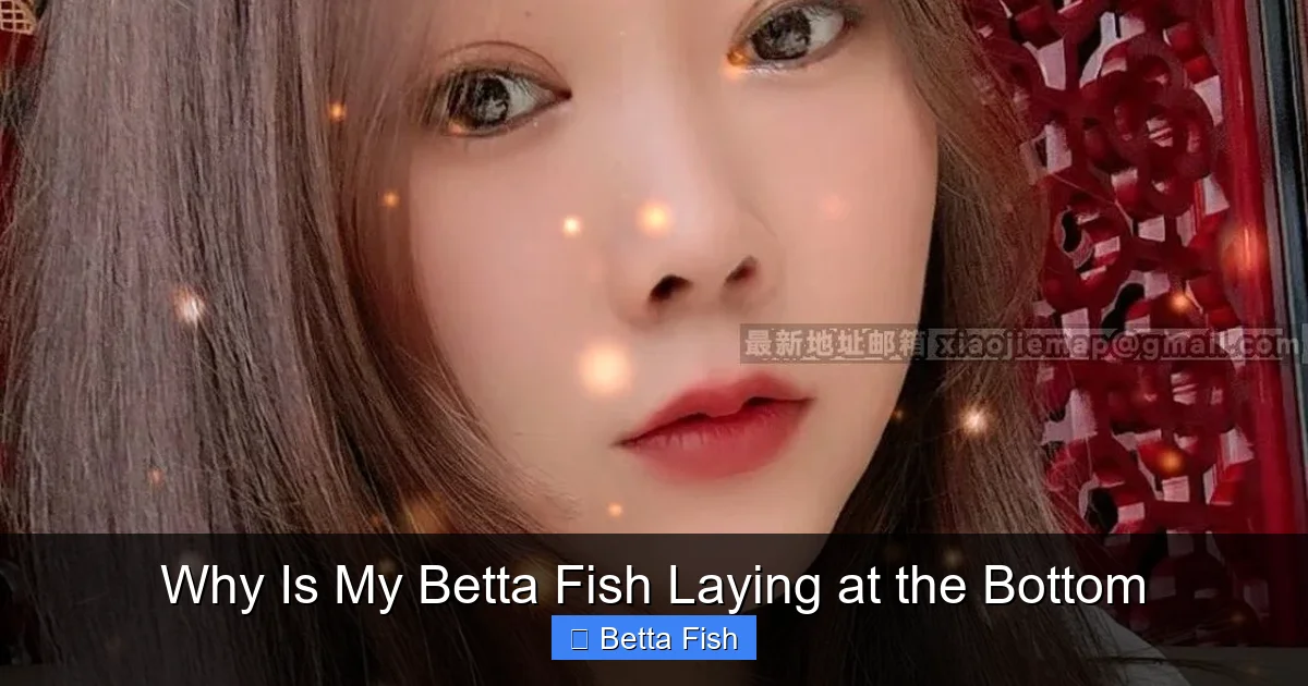 Why Is My Betta Fish Laying at the Bottom