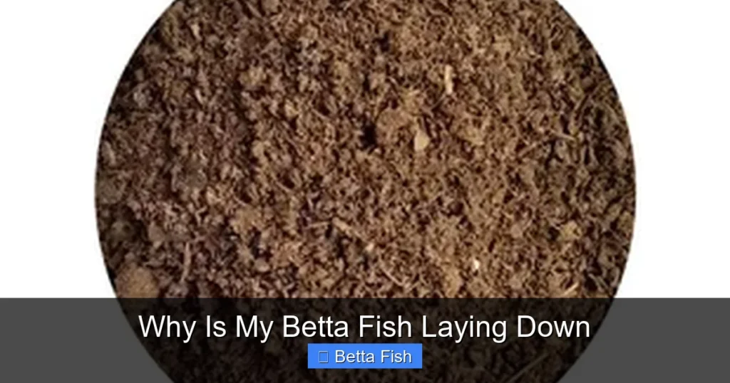 Why Is My Betta Fish Laying Down