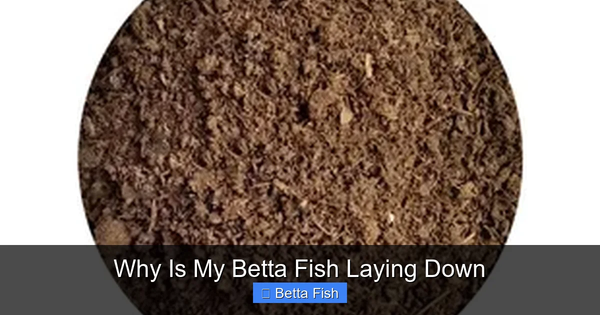 Why Is My Betta Fish Laying Down
